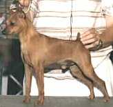 BISA/BISS Am Ch /MPCA Hall of Fame Sire Elan's Shiloh V Whithouse