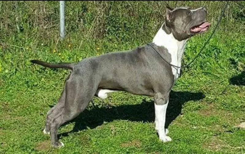 JCH-CH IT-CH S.M.-W.Dog.National Spec.2017-BOW NATIONAL 2017 BLUE EYES DEL JINKO'S SALENTINO