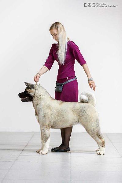 Boldness Eve For A Heppi Life With AkitaLider