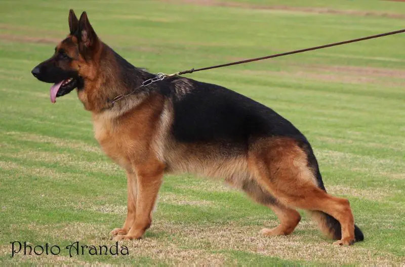 SG Bruno von leaa