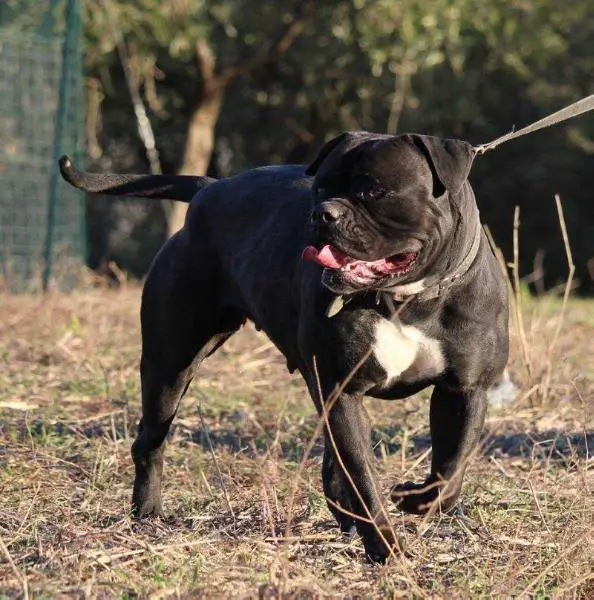Bomberbulls Kalì of Sesto