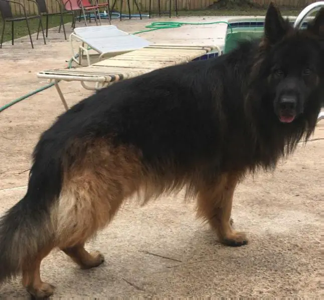 Jackson von Buchmann