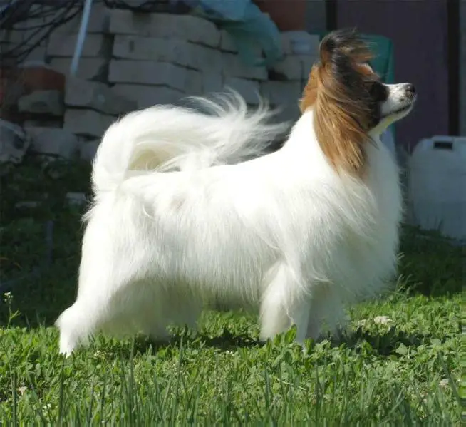 JCh Rus, Ch Rus, Ch RKF, BABY WORLD HOPE – 2016 Adelays Zircon Good Fortune