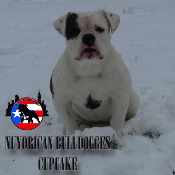 Nuyorican Bulldogges Cupcake