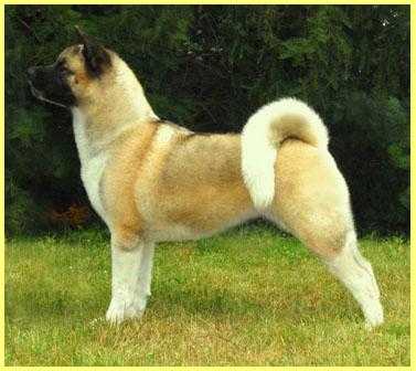 Torazo's Fyreproof Pearl Mitchell