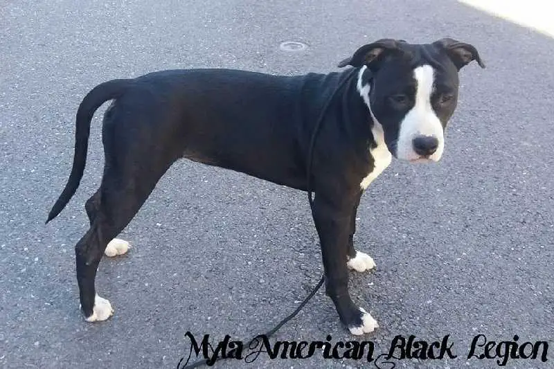 Myla American Black Legion