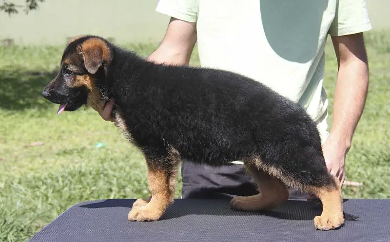 QUIMERA VON BR VULLKANUN