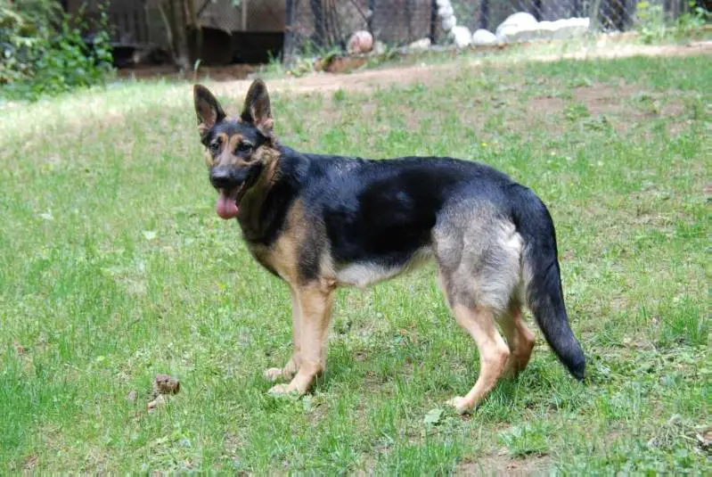 BROOMEACRES COPPTACK'S RAINZE