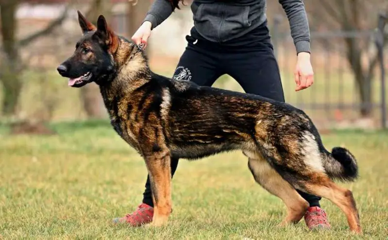 Che Guevara European K9 training base