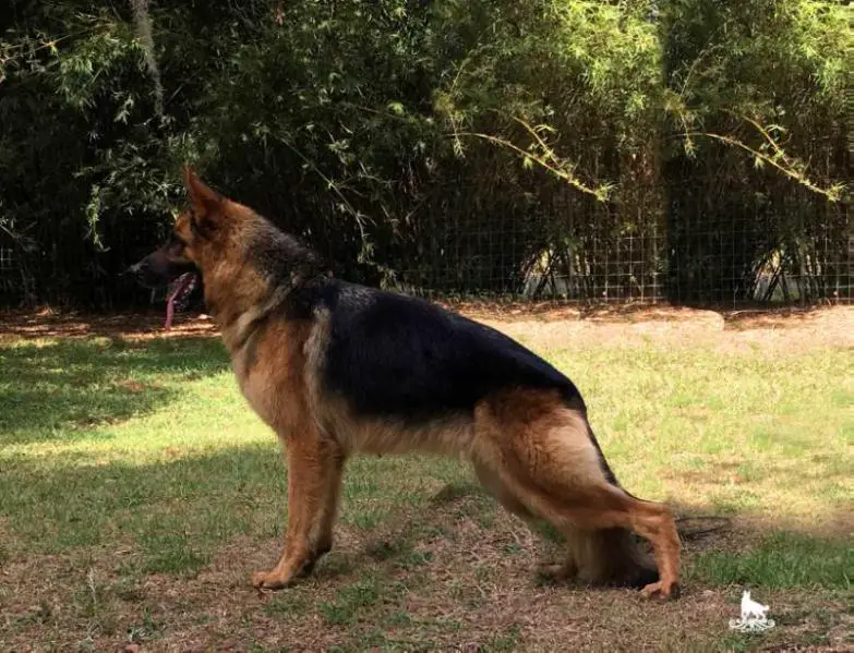 Asti Di Weis Kirchen