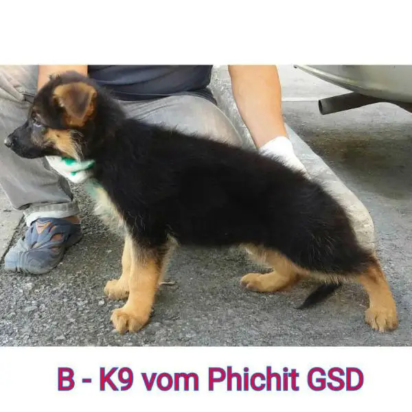 B-K9 vom Phichit GSD