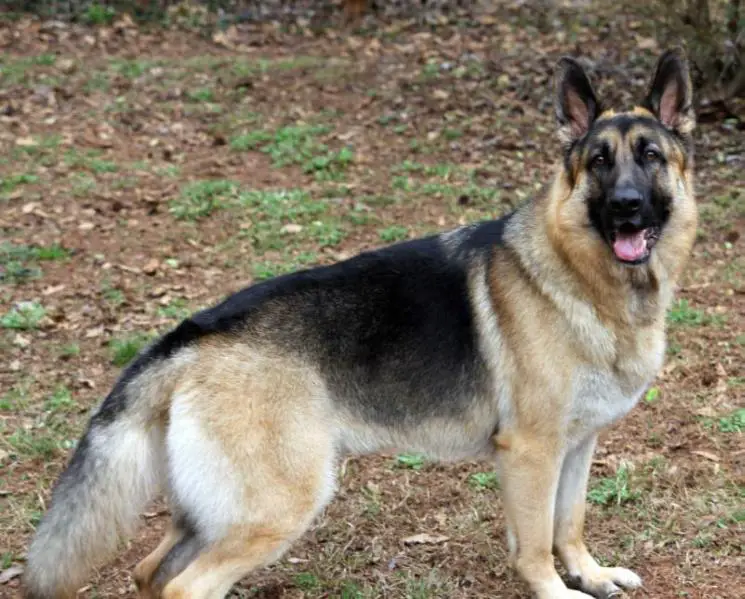 Int'l Ch. Jomari's On the Fly