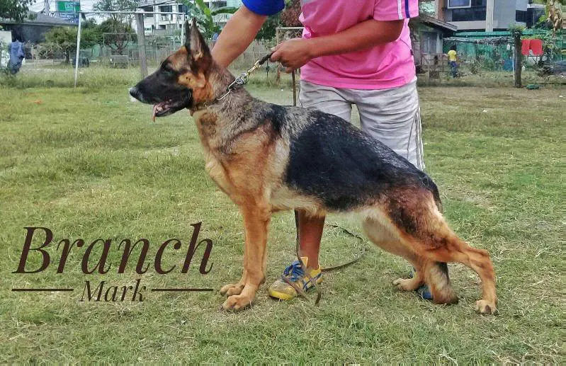 Jola vom Branch Mark