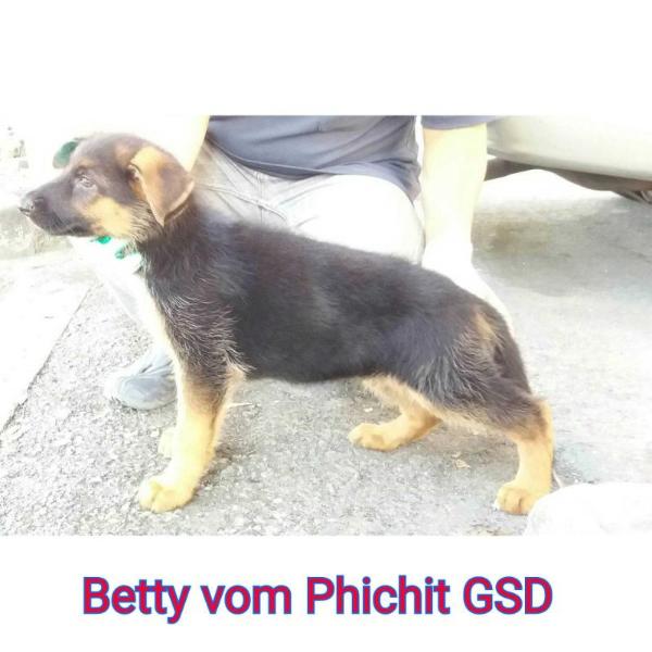 Betty vom Phichit GSD