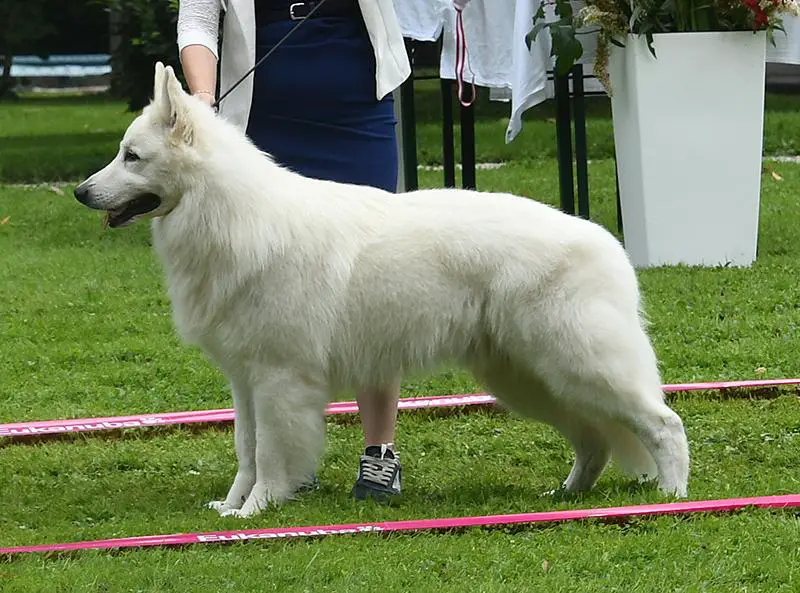 CIB IT-Ch  AT-GCh  SLO-Ch CRO-GCh RSMCh IT-VCh RSM-VCh BIS2 Lungoresina Ethan Gulliver