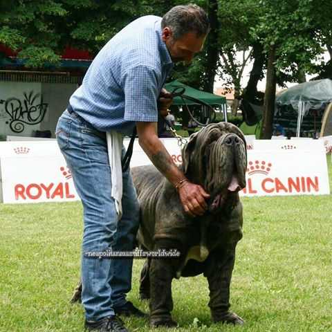 CHampion IT. VASCO dello Stradone Vesuviano