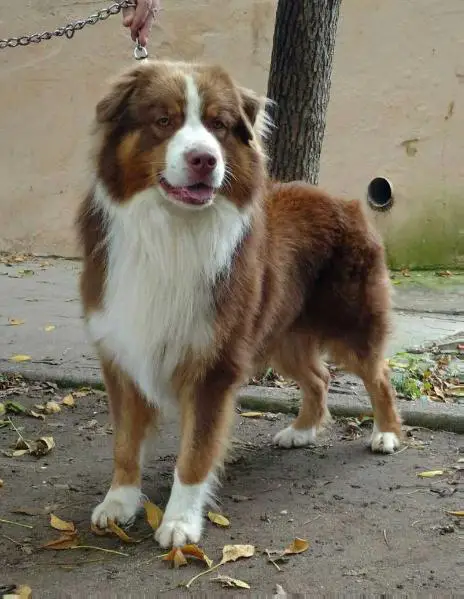 Arauco indómito love and lights in Paris