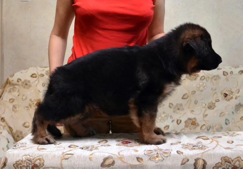 Fonte Fideliti Elisey