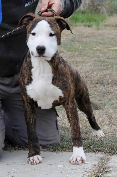 Moon Rock Landi's Marilyn