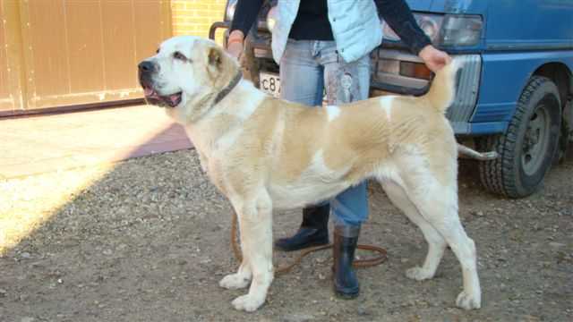 SARY-SHAITAN GESFARA  RKF 2234421