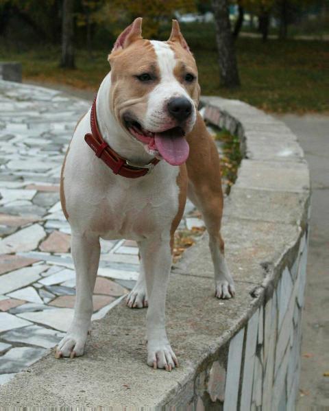 CAC/Cacib Darling Cristal
