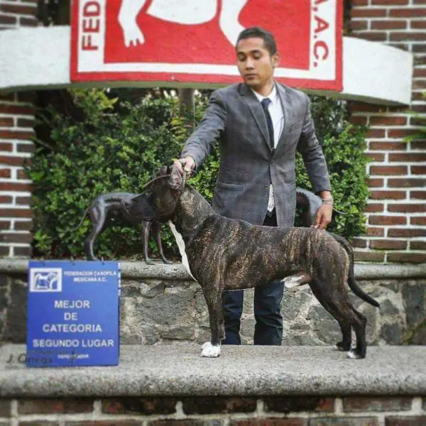 Ducipal  Washington Ec Real Boy