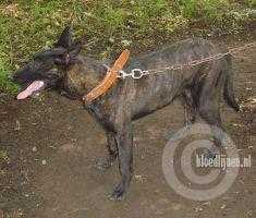 Senna-Holland (Amozorrutia) Mex.