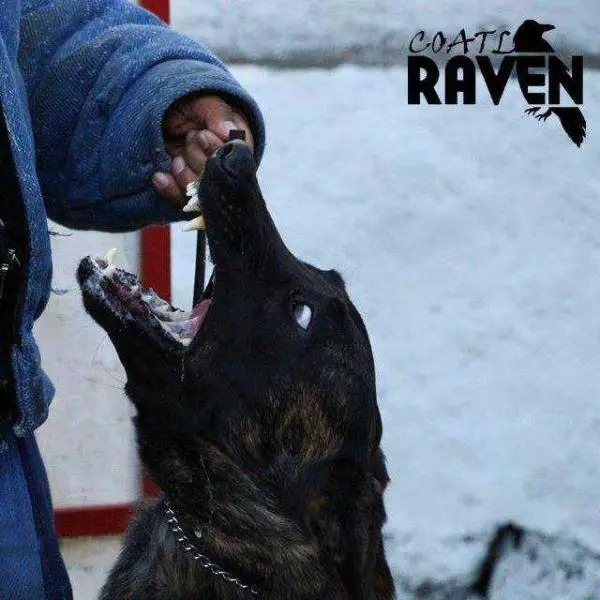 Coatl Raven (Vargas) Mex. FCI.