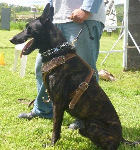 Hades (Amozorrutia) Mex.