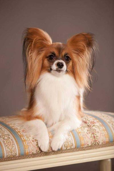 JCH BLR, JCH of Breed, CH BLR, CH of Breed, JCH RUS, CH RUS BLESK FORTUNI VIP PERSONA