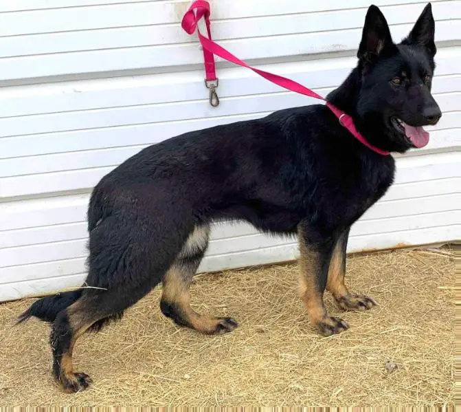 Breuri Von Airo Heart