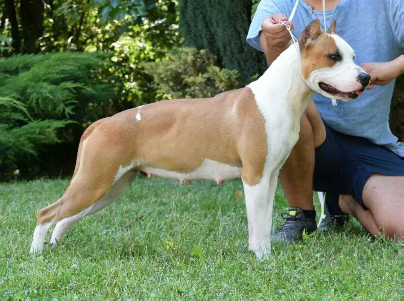 Bellarosa Master Ticket for Dallas