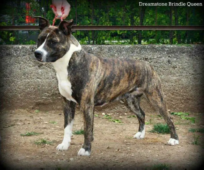 Dreamstone Brindle Queen
