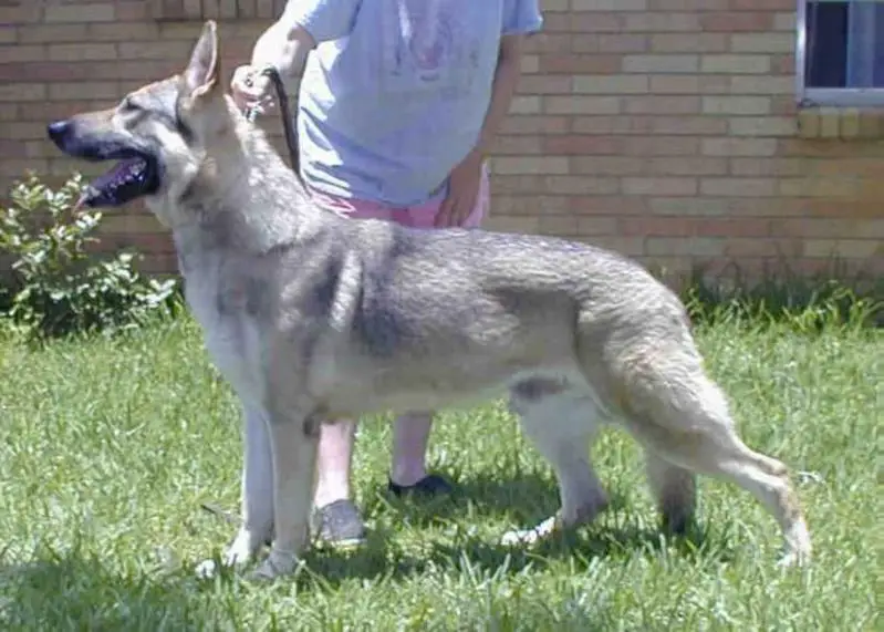 RIN TIN TINS WIZZARD