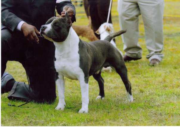 CH MEX GCH MEX Goyaalé (Luna)
