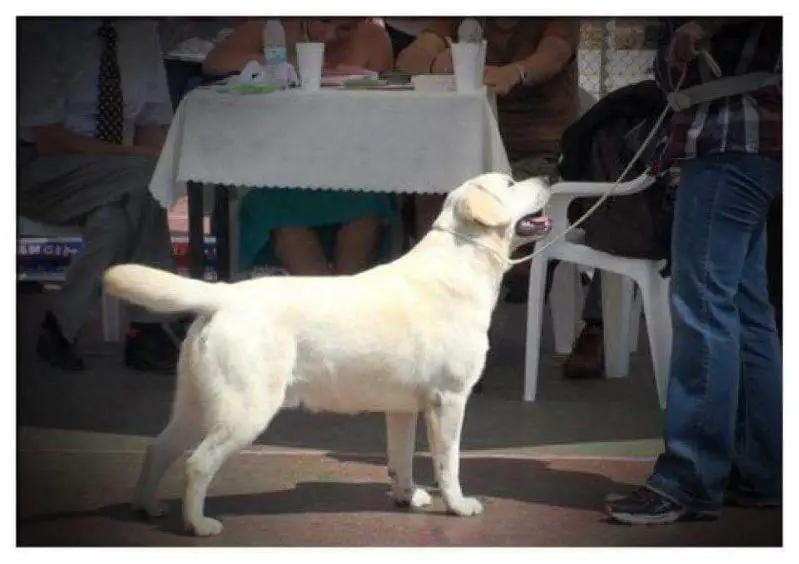J GR CH, GR SH CH, GRAND GR SH CH - GR WINNER 14 M.C. OF PALMHIL U.R. OUZO