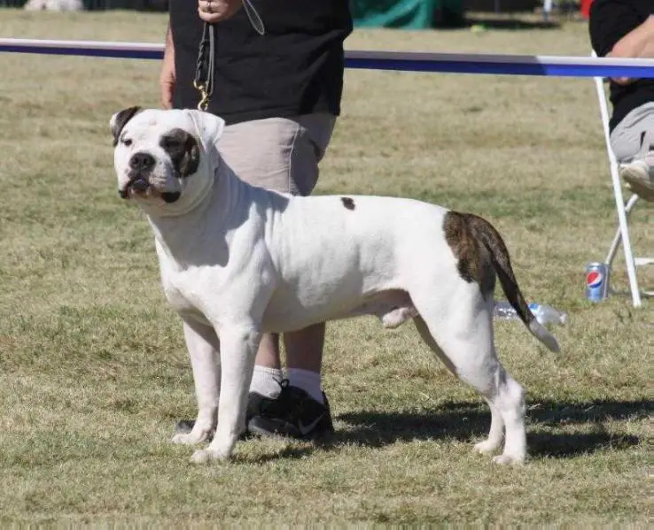 Souza's Megatron of Cowan