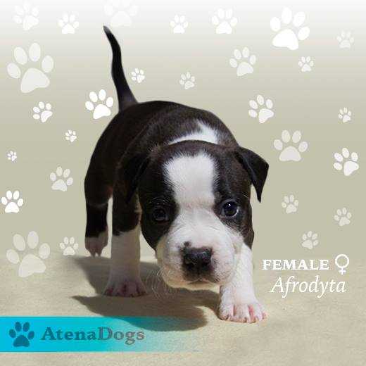 Afrodyta Atena Dogs