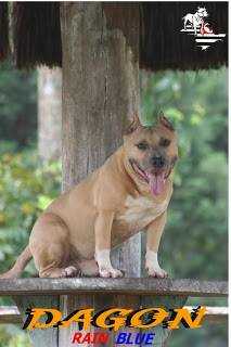 RAIN BLUE DAGON QUERAZ