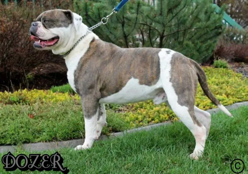 Forbidden Carrillo Diesel Dozer