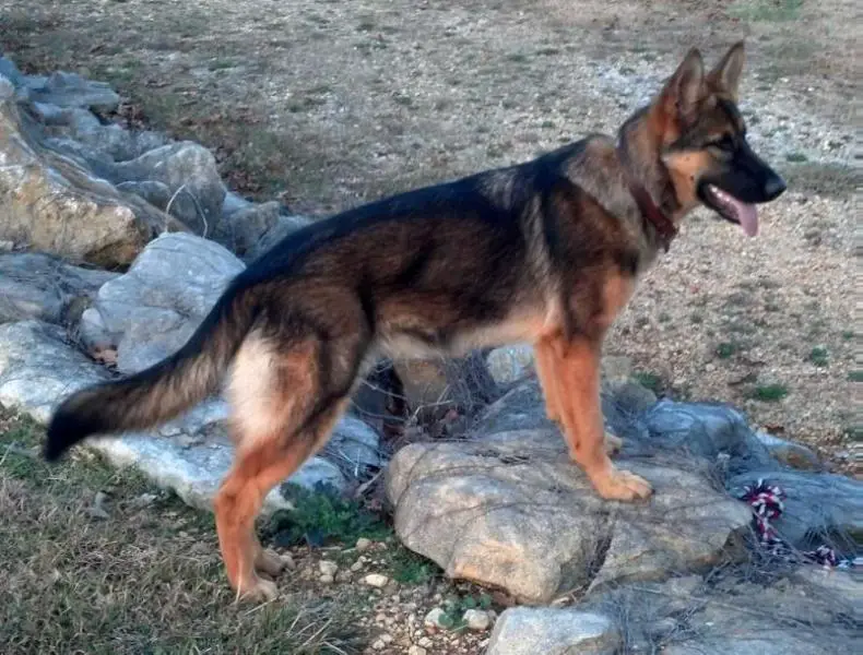 Schatzi Duchess Treasure