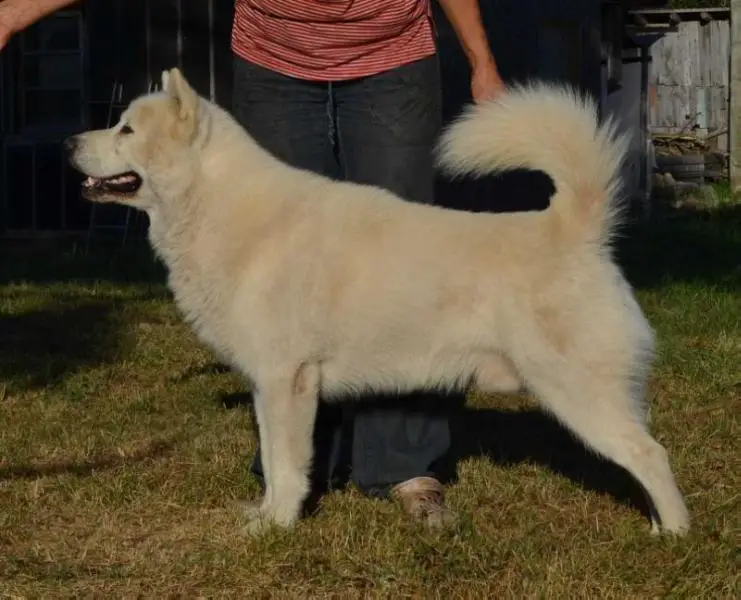 NORTS PEARL TEO TEDDY BEAR