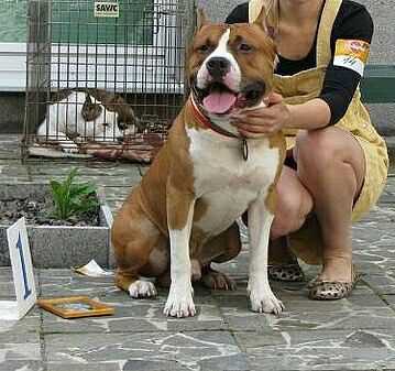 JCH BEL,BREED,GRCH BELARUS,CH BRE Kurat Grad