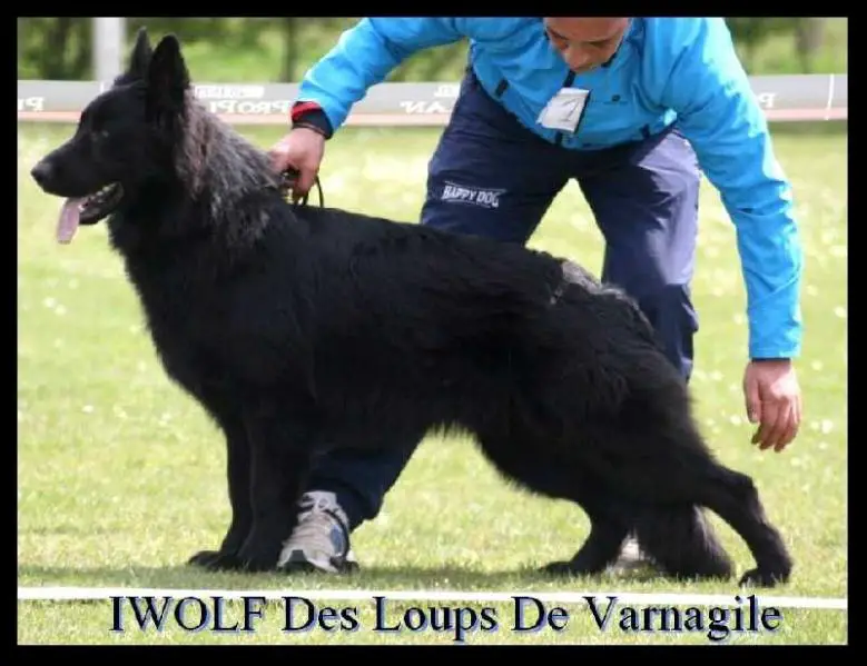 Iwolf des loups de varnagile