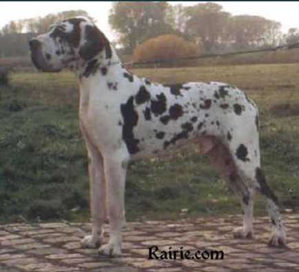 Bolero von der Stadt Lüneburg