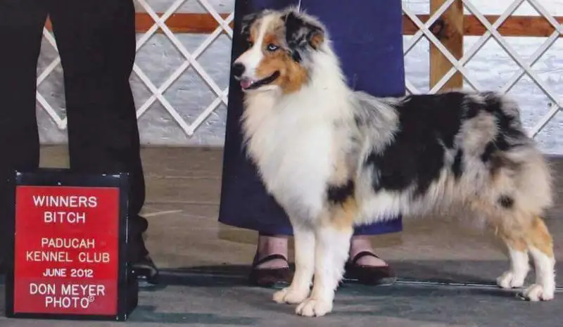 Ryan Creeks Enchanting Blue Star