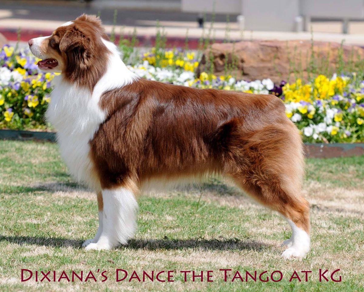 Dixiana's Dance the Tango at KG