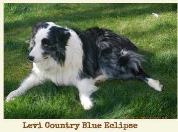 CH Levi Country Blue Eclipse