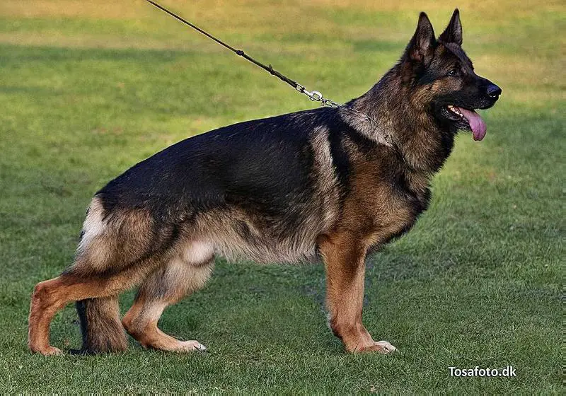 V Lucky-Luke vom Fichtenschlag