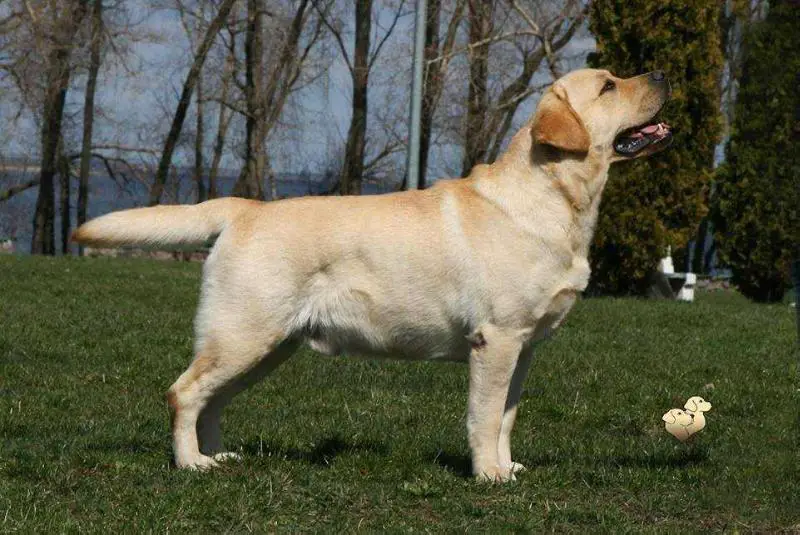 Vanilla Cream Pie z Grodu Hrabiego Malmesbury